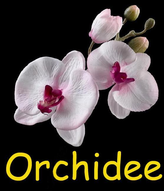 Appartamento Orchidee Comines-Warneton Esterno foto